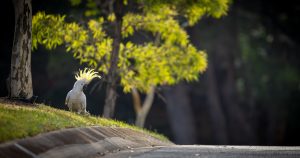 Sulphur crested cockatoo on the side of a road with trees in the background