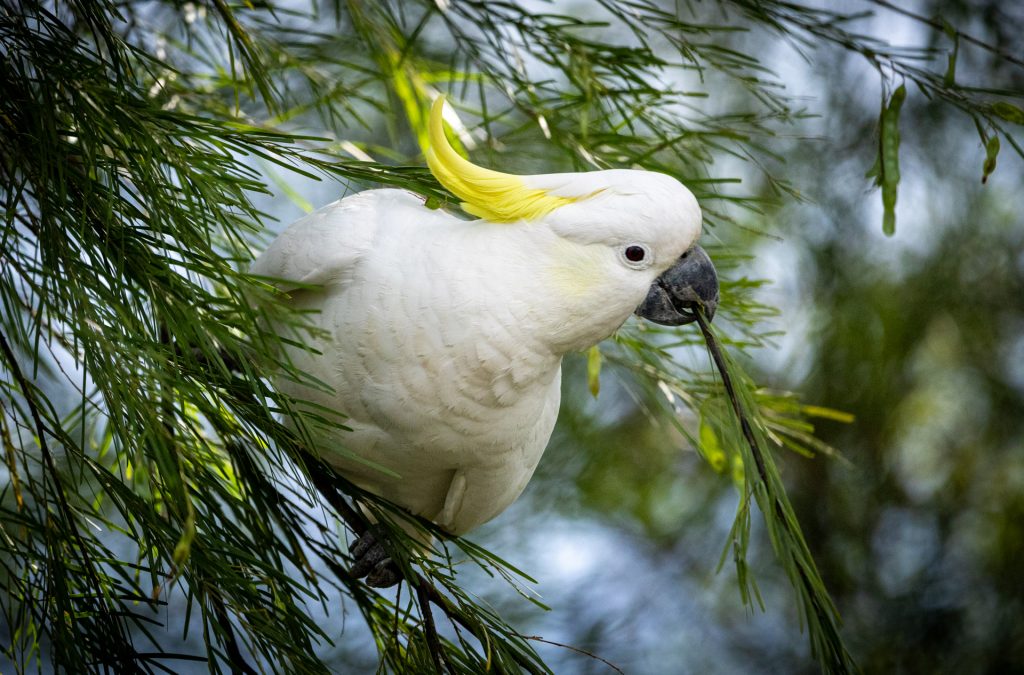 Sulphur Crested Cockatoo feeding on a tree